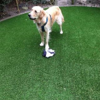 Césped falso para perros